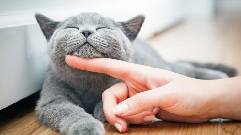 assurance-chat