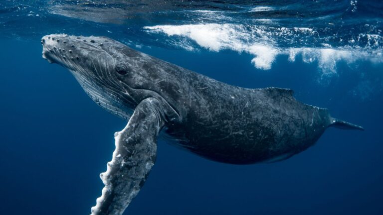 baleine-bosse