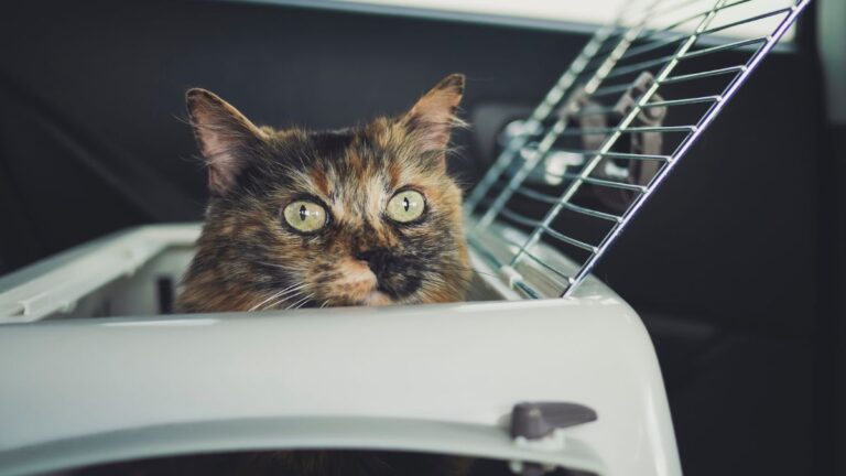 caisse-chat