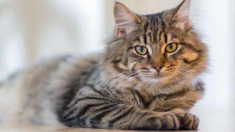 chat-aptitudes-sensorielles