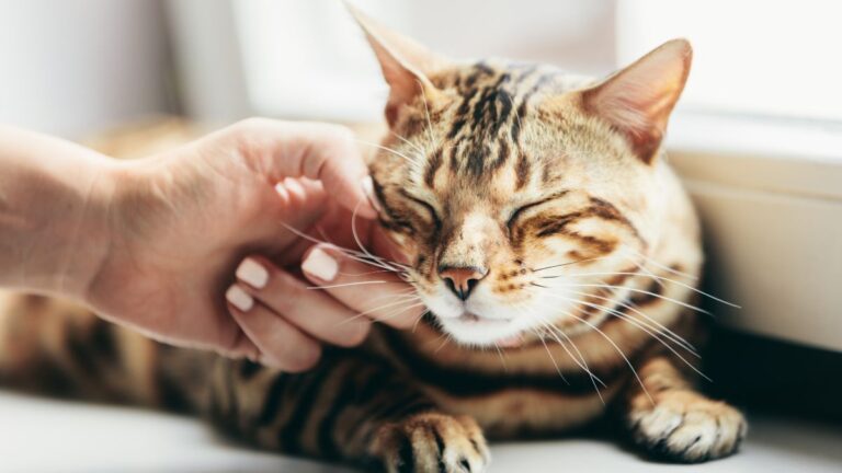 chat-bien-etre
