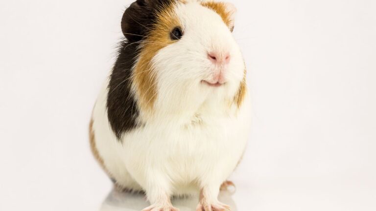 chat-cochons-inde