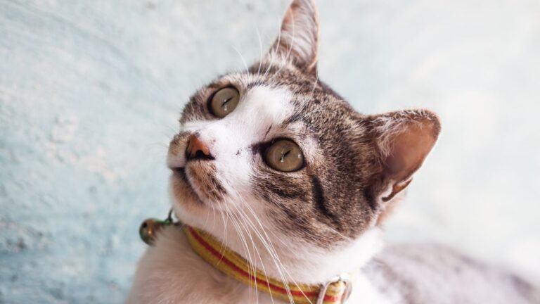 chat-collier