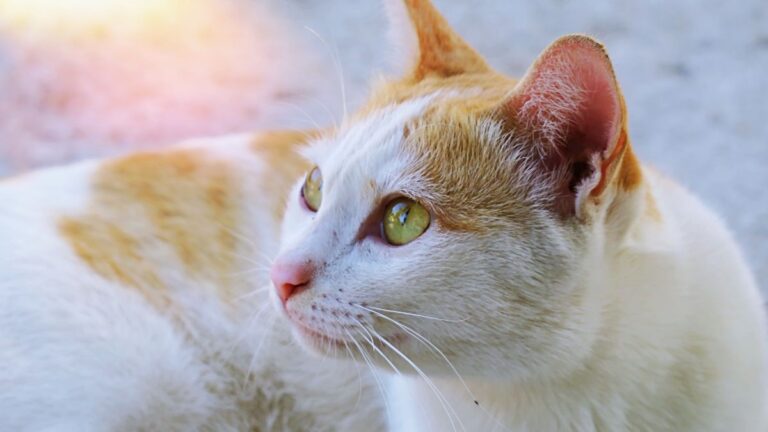 chat-comportement