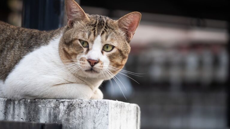 chat-comportement
