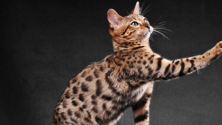 chat-concours
