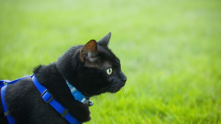 chat-harnais