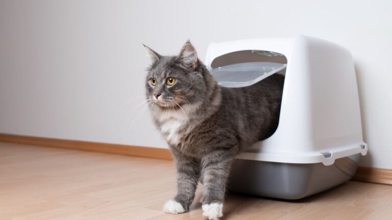 chat-litiere