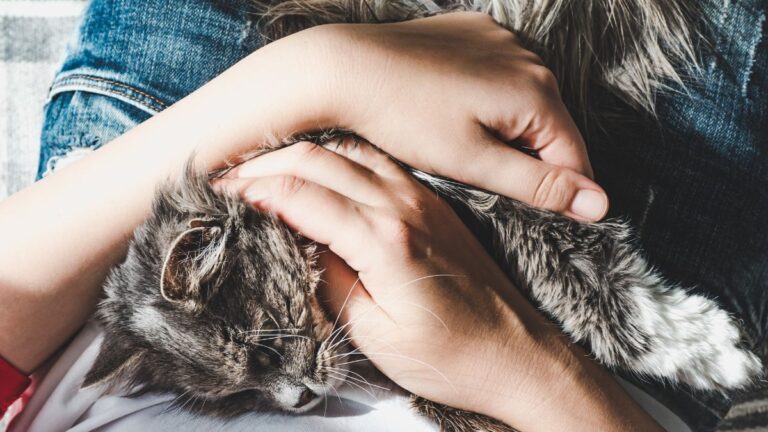 chat-maitresse