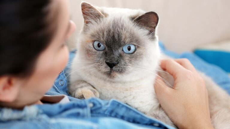 chat-personnalite-race
