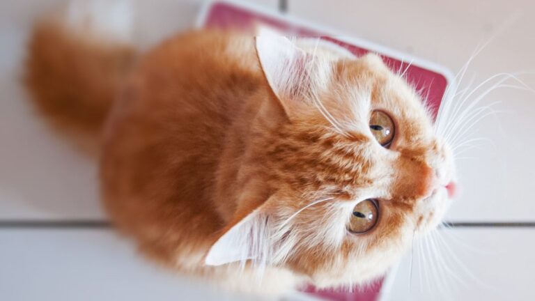 chat-perte-poids