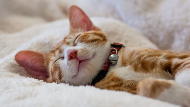 chat-premiere-nuit