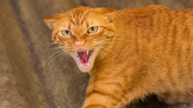 chat-sauvage-domestique