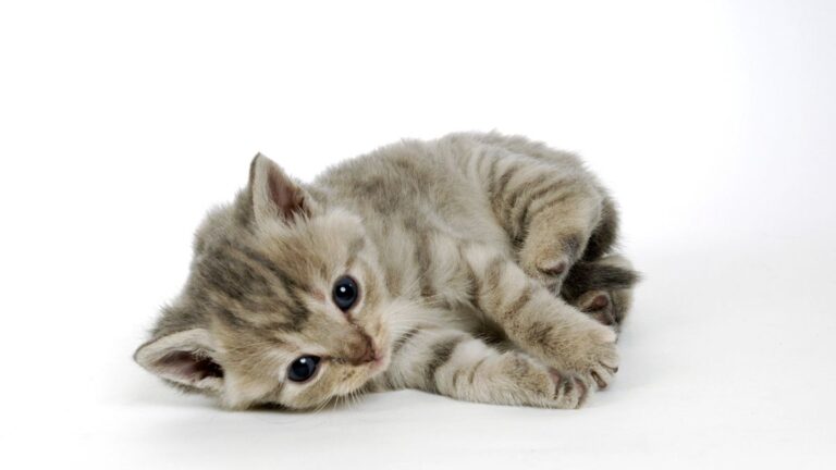chaton