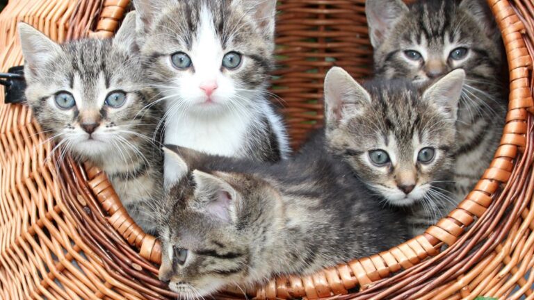 chats-litiere