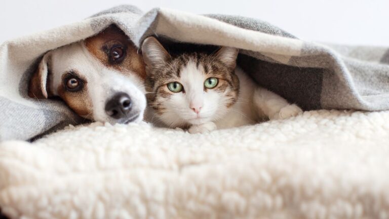 chien-chats