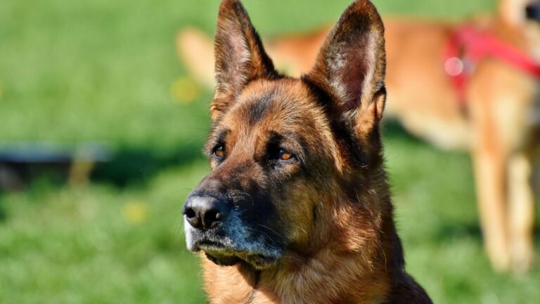 chien-garde-maitraite