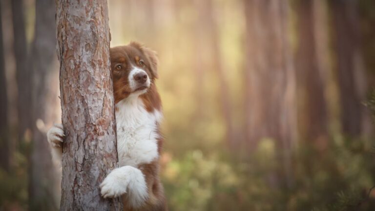 chien-perdu-foret