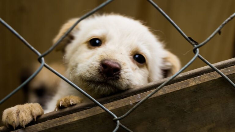 chien-refuge
