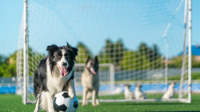 chien-terrain-foot