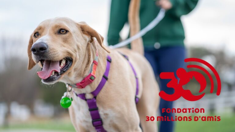 chienne-30-fondation-millions-amis
