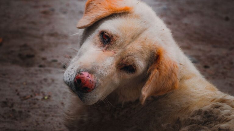 chienne-abandonnee-espoir