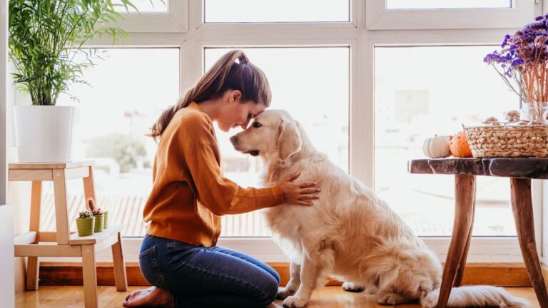 chienne-foyer