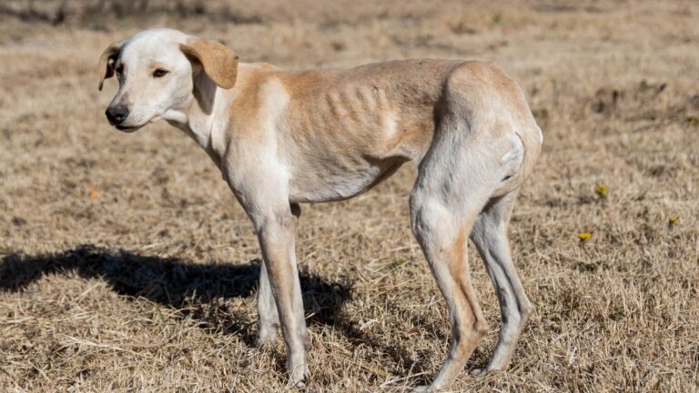 chienne-maigre