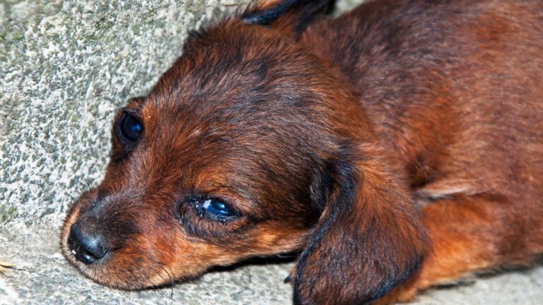 chiot-abandonne