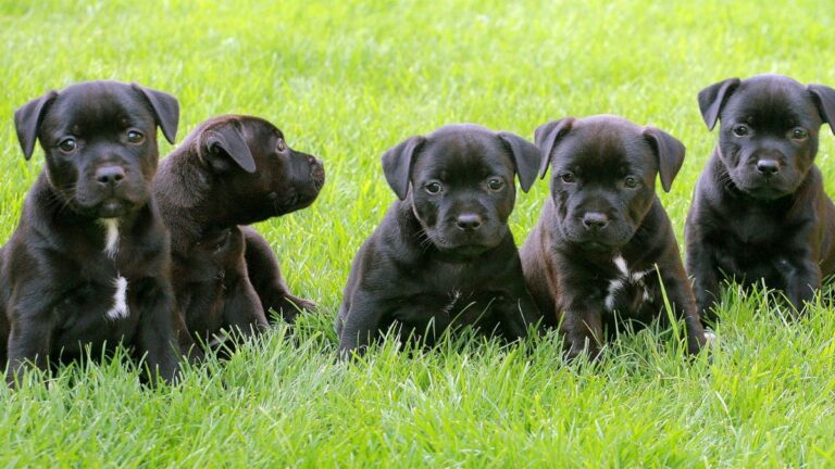 cinq-chiots