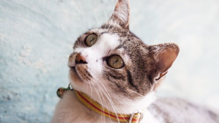 collier-chat