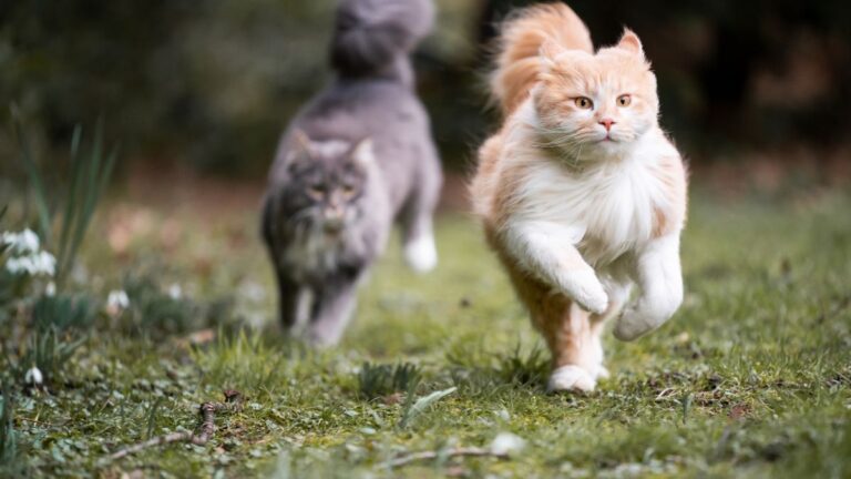 concours-chat