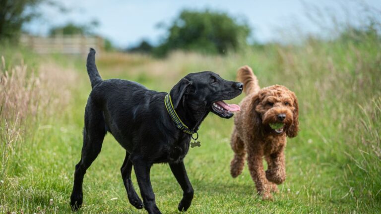 deux-chiens-veau