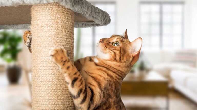 eduquer-chat