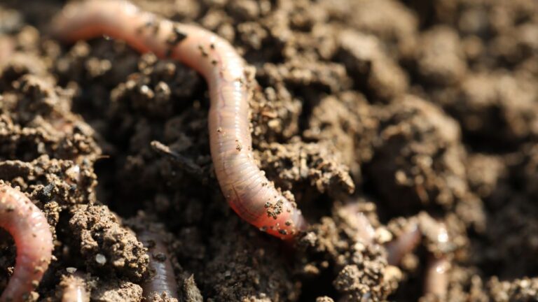 invertebres