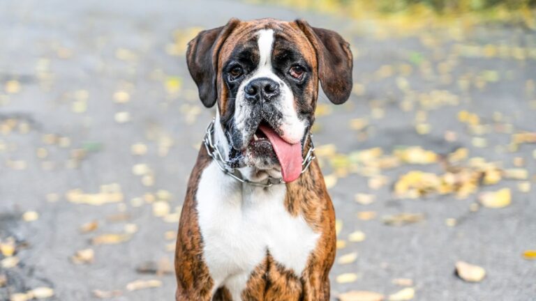 portraits-chiens-comiques