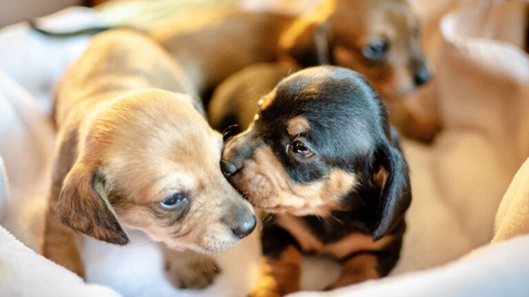 sept-chiots-abandonnes