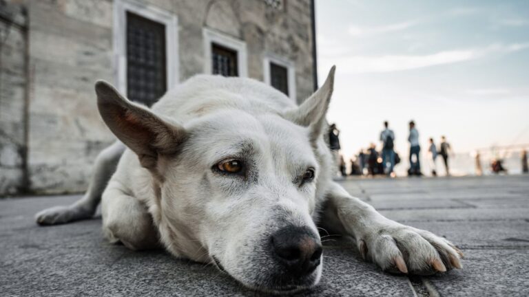 vieux-chien-errant