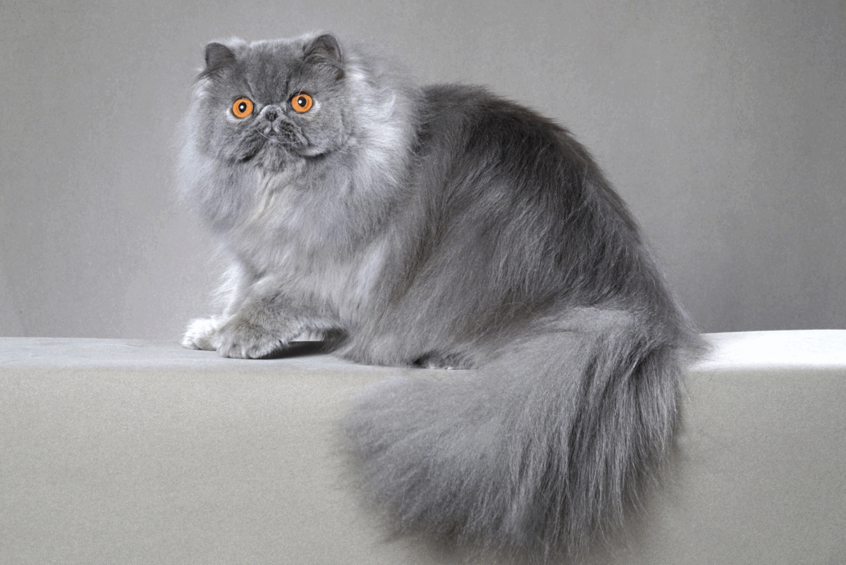 chat persan