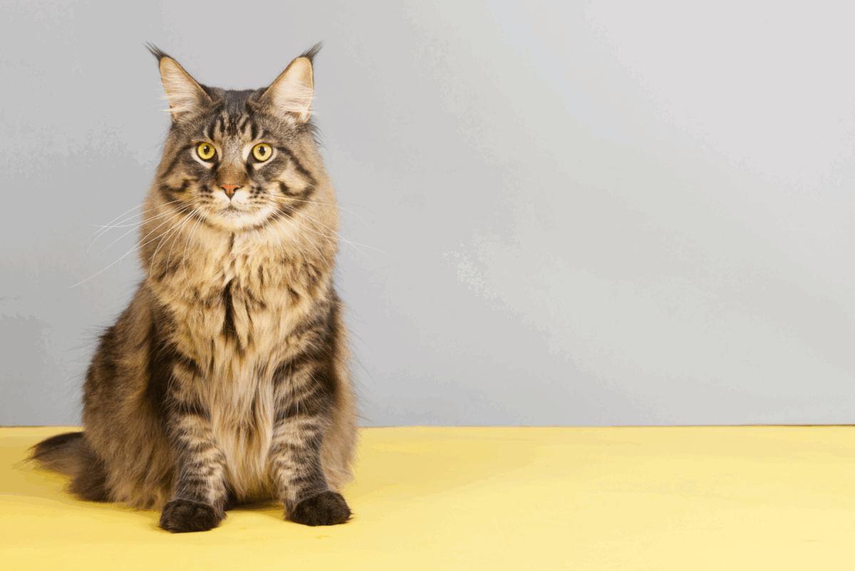 main coon