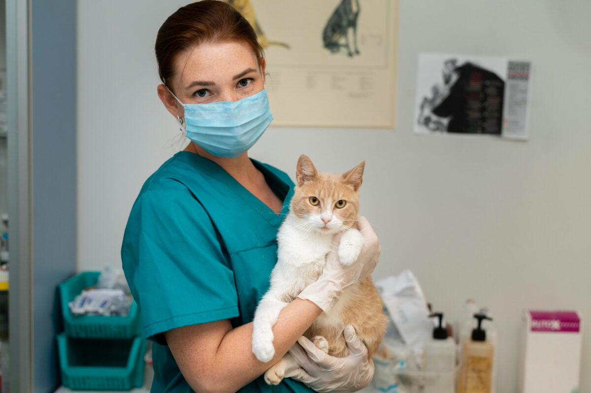 vétérinaire et chat