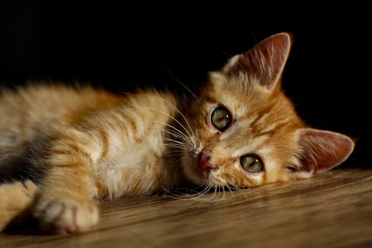 chaton