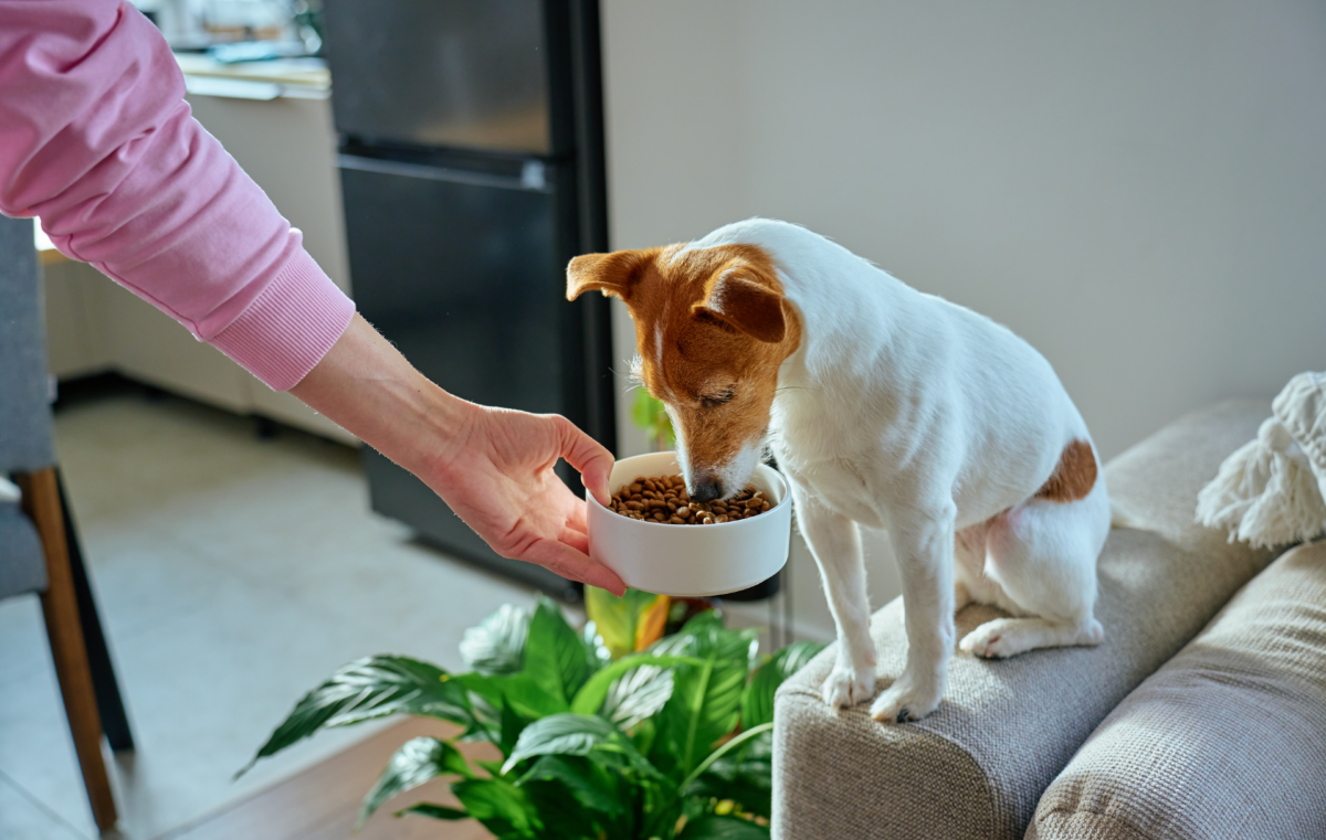 croquettes pour chien
