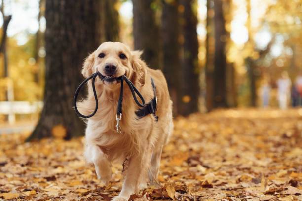 accessoires pour promenades avec chien, erreurs à éviter promenades avec chien