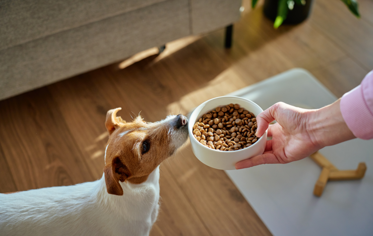 croquettes chien sensible