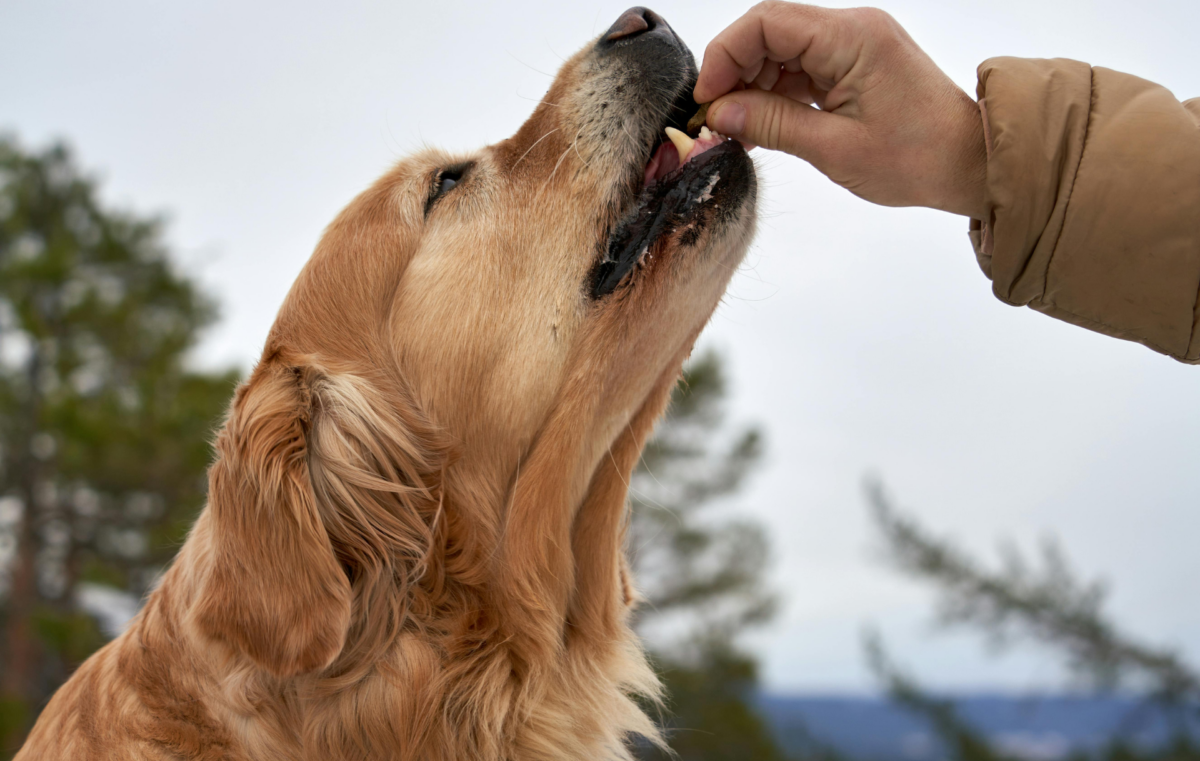 Chien en train de mâcher une friandise de mastication naturelle