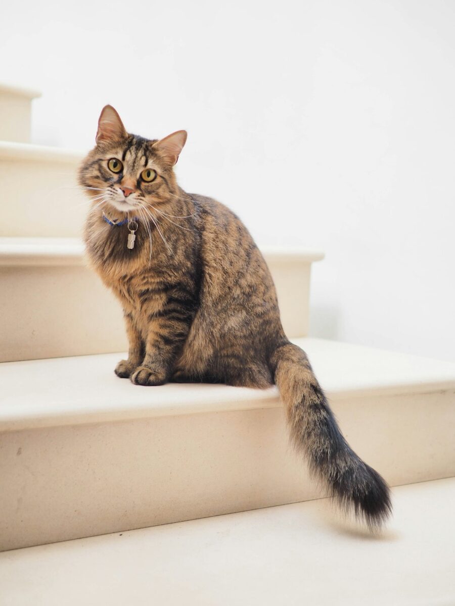 Déménager avec son chat : le bail, l'état des lieux et les voisins